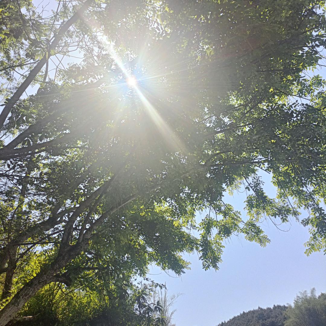 水莲苑