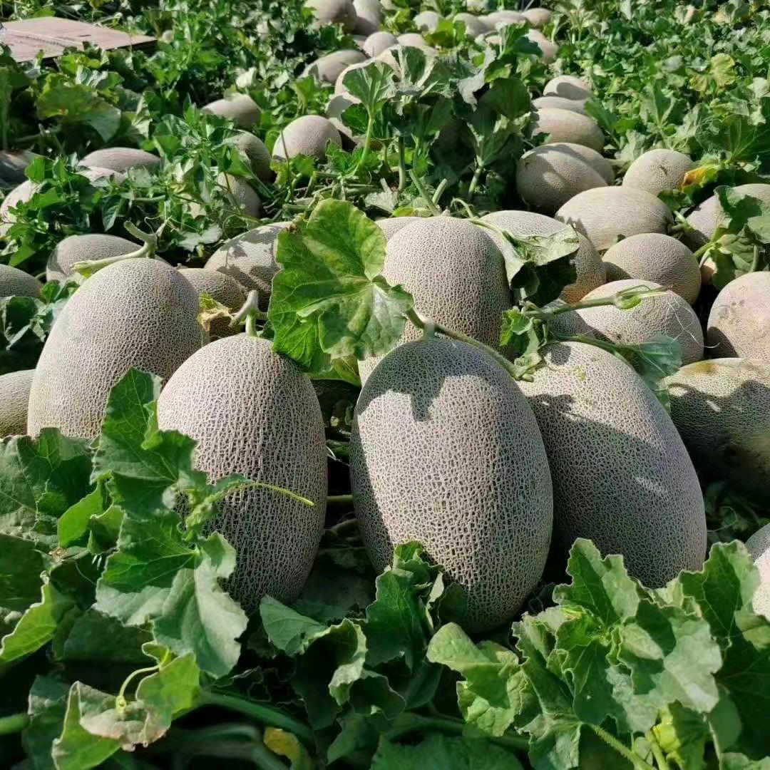 李婷物流（全国各地水果专线）