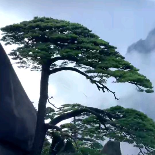 步步高升