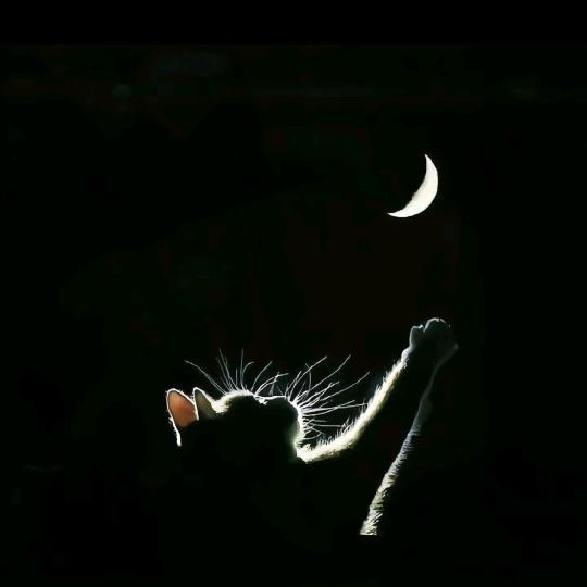 透在骨子里的小气质