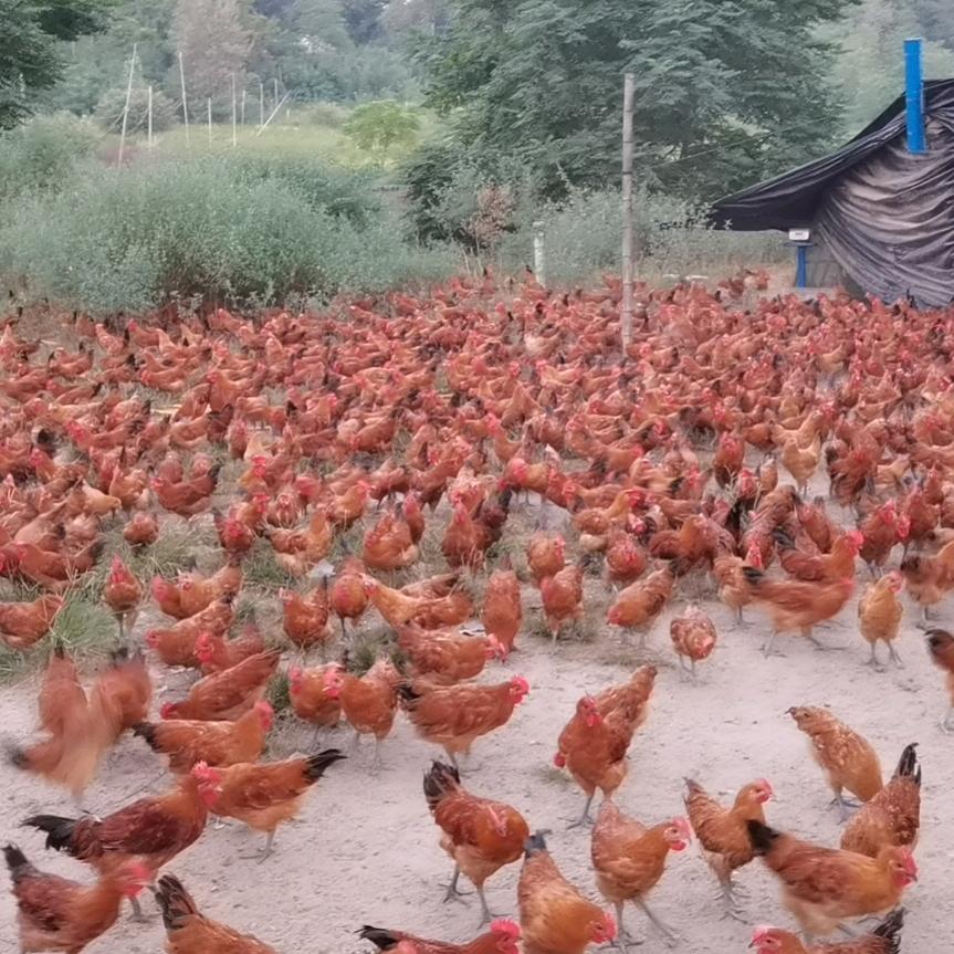 果克星球朱义勇