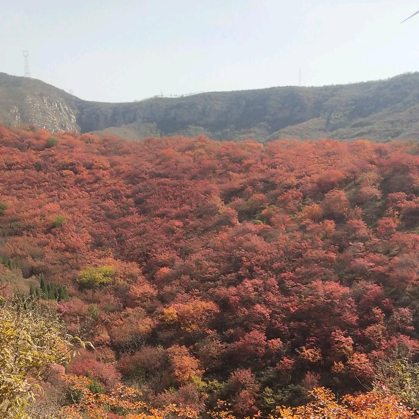生态散养土鸡，出售脱温鸡。
