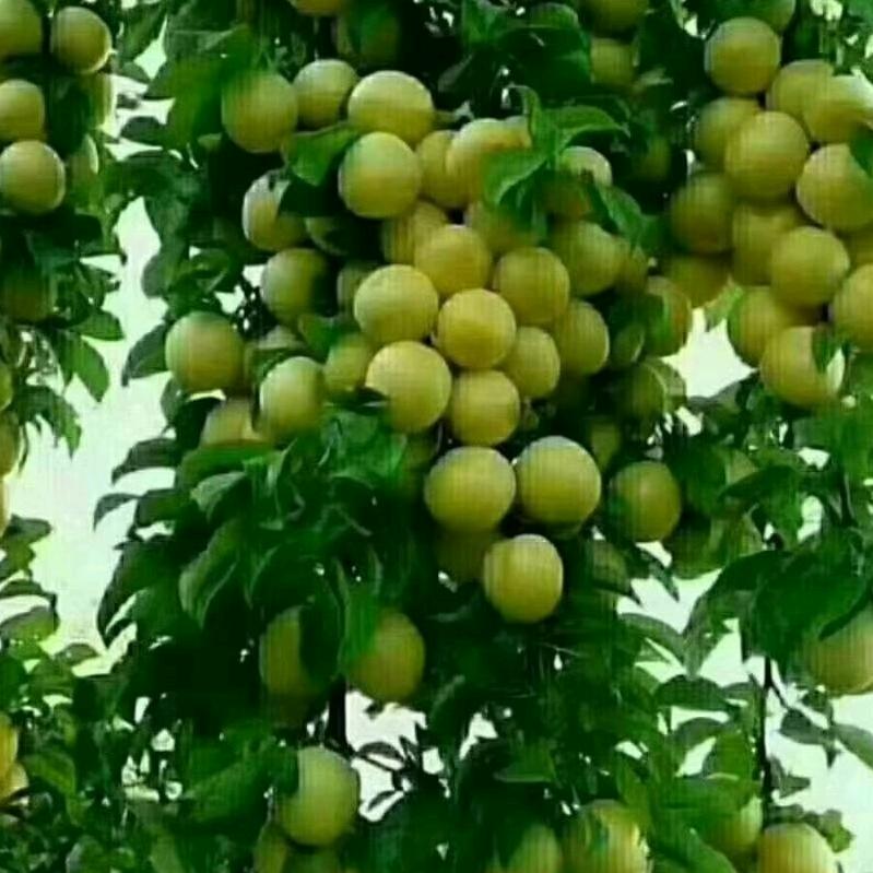 开开心心