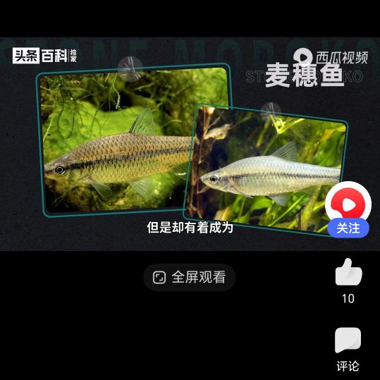 起明星