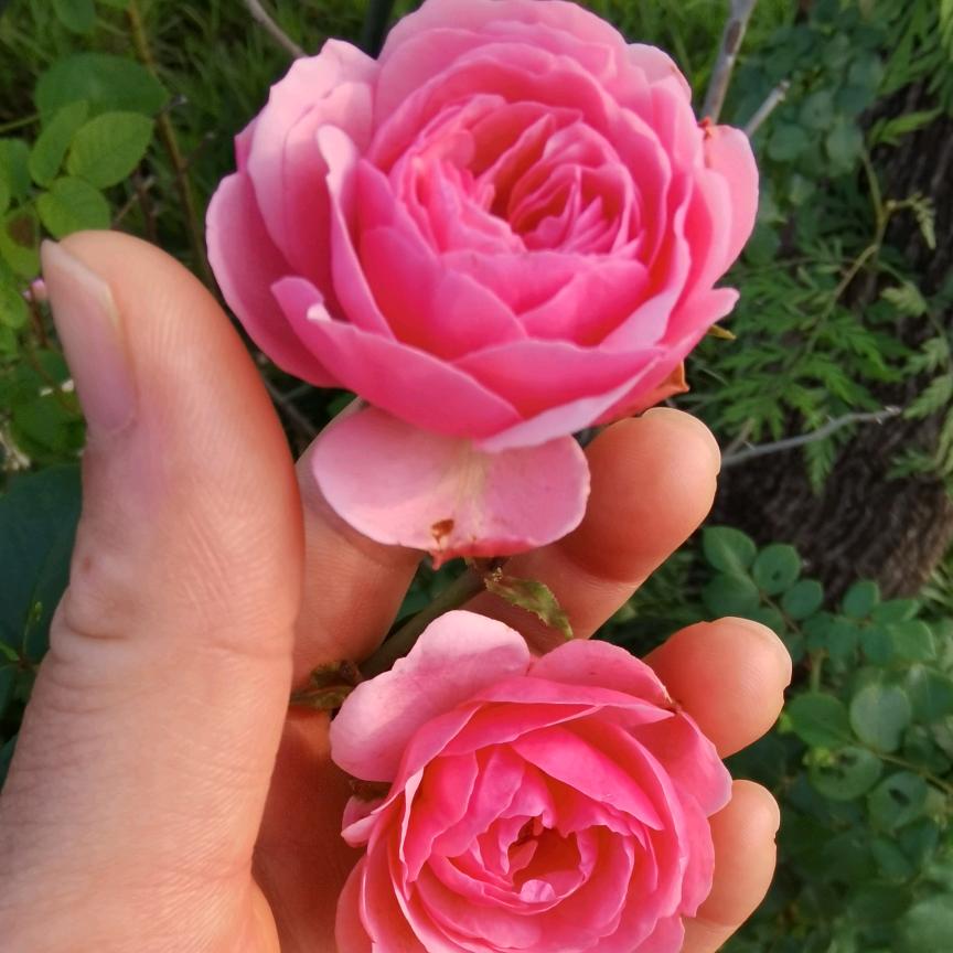 💕美丽心情💕