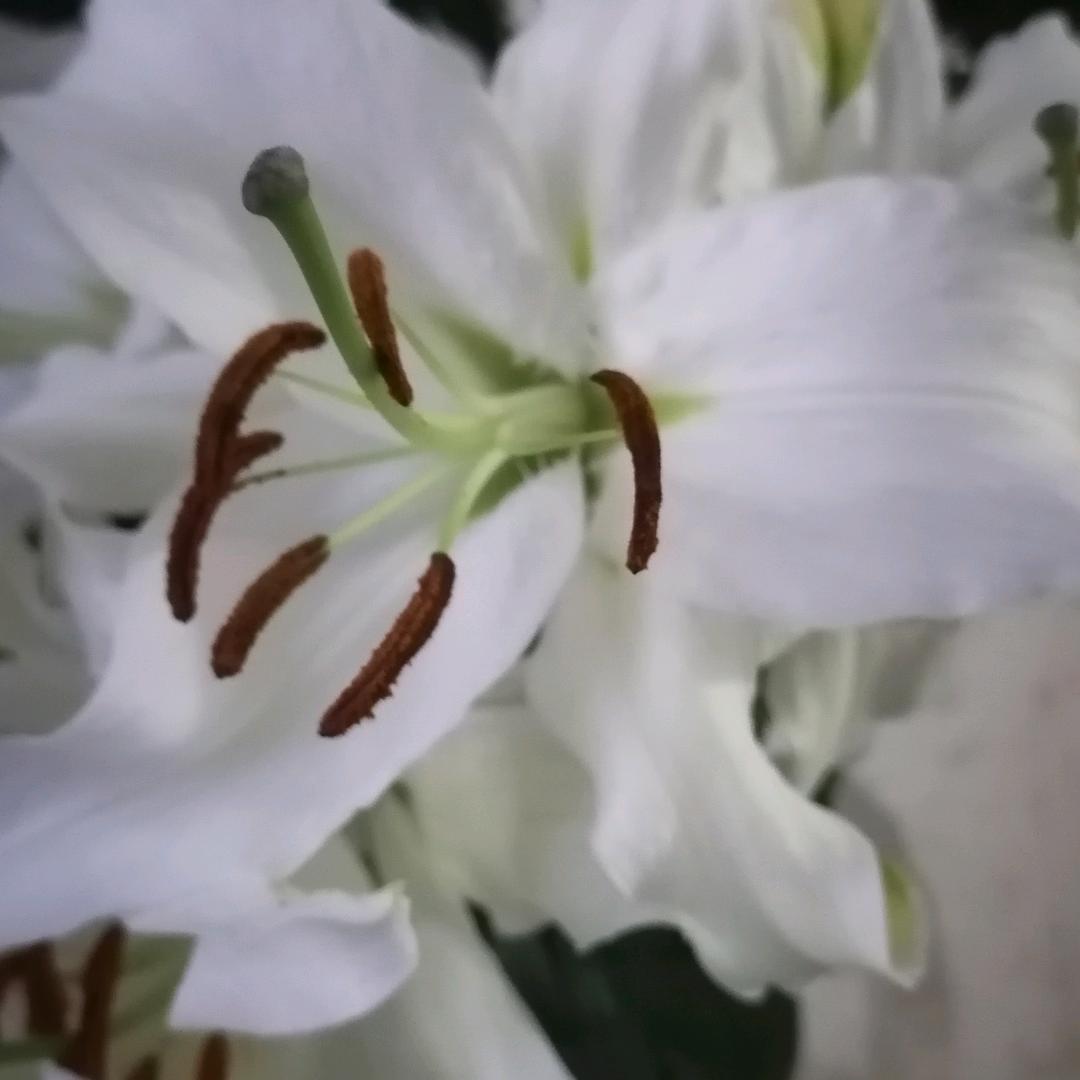 阳姐姐七六年，九月
