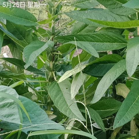 刘记海鲜（主营：乳山生蚝、扇贝等海产品）