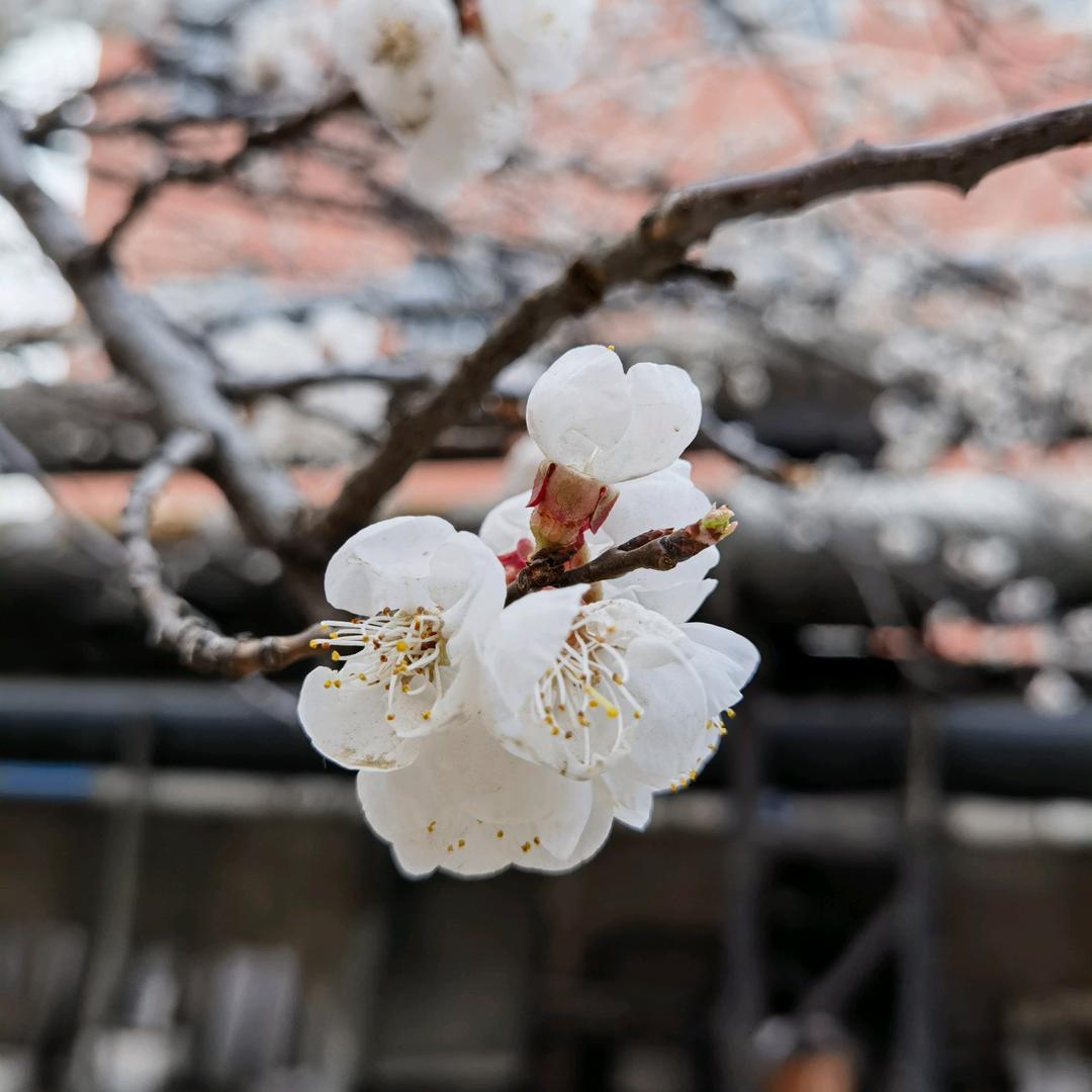 茉子