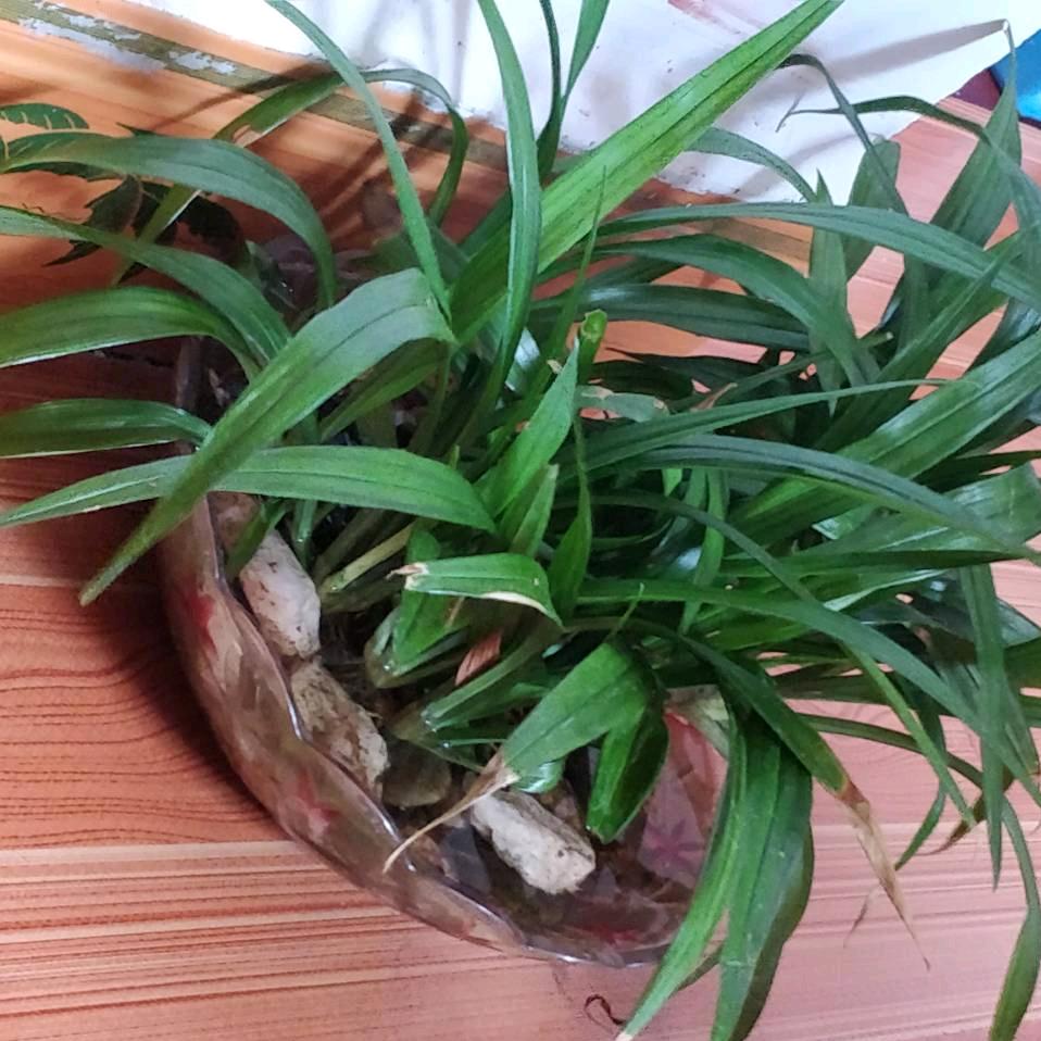 平平淡淡