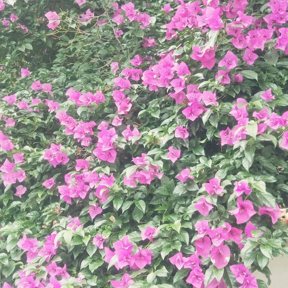 :鸿顺