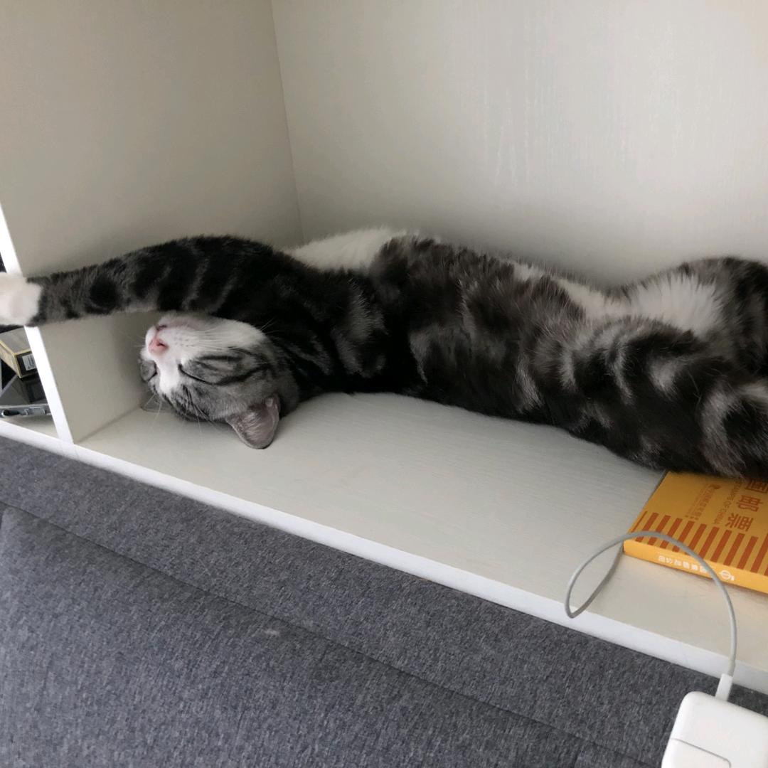 二哈是只猫咪
