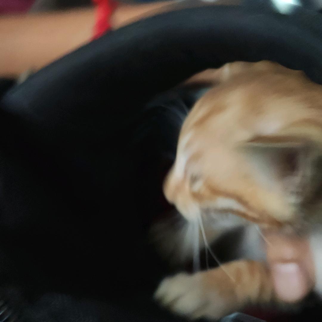 酆
