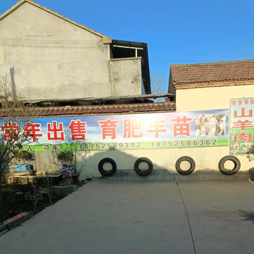 范军，常年出售育肥羊苗