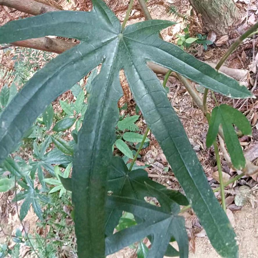 @南方妹.特产