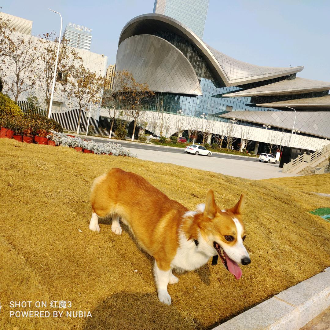 名侦探柯基.