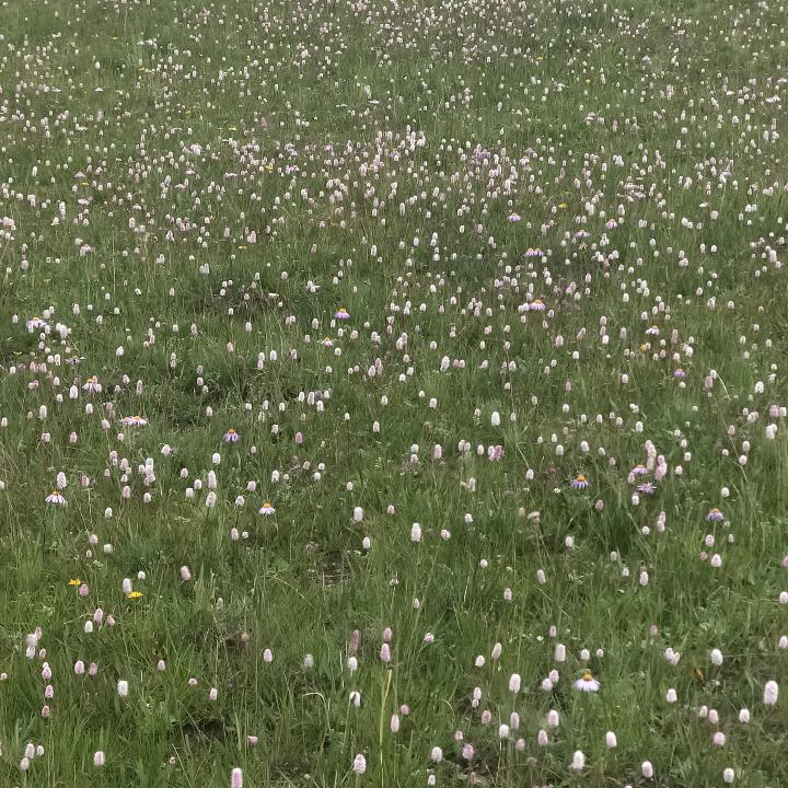其拉🍓