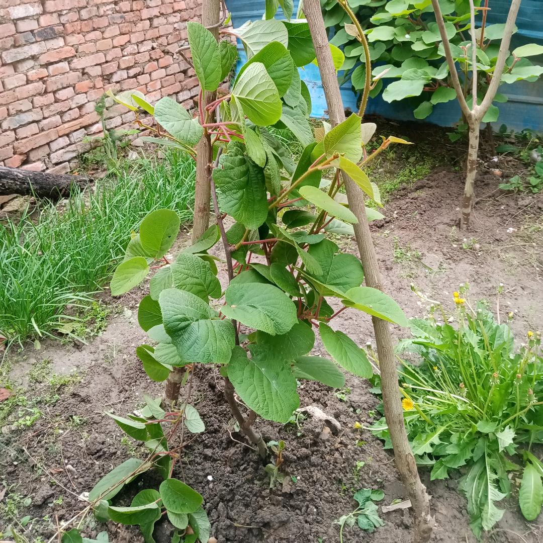 侠