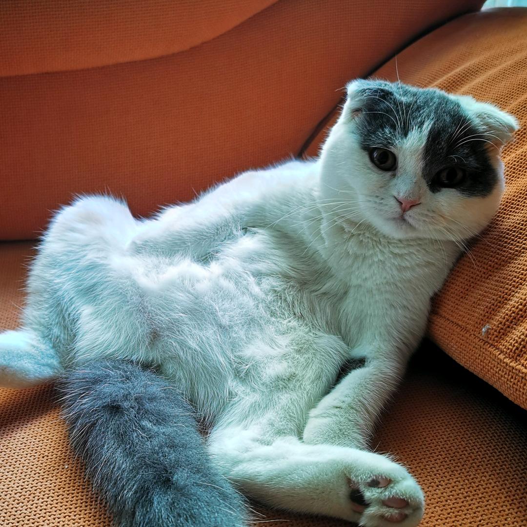 naoling是只猫