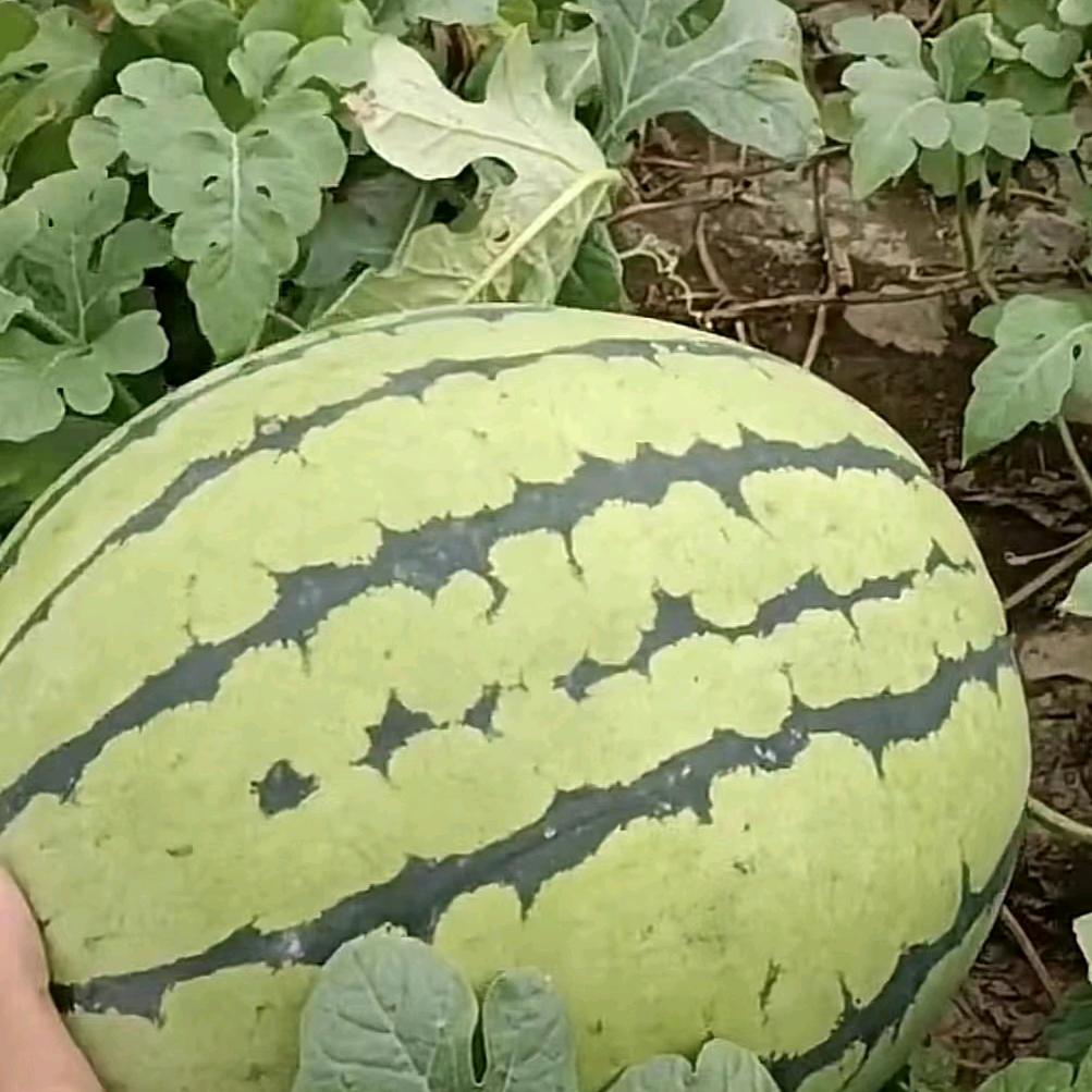 卖西瓜(西瓜大又圆)