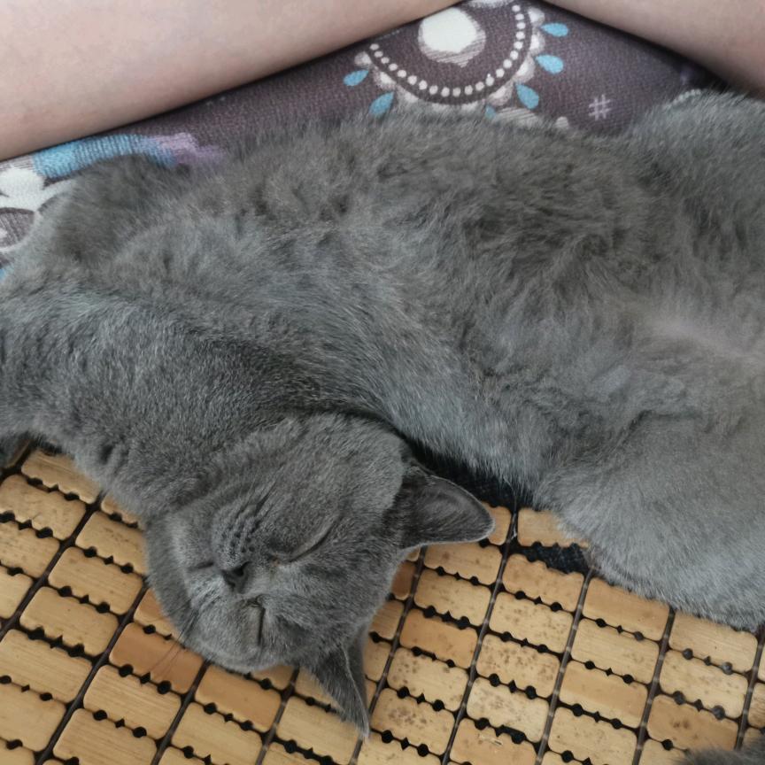 汉堡的成长日记