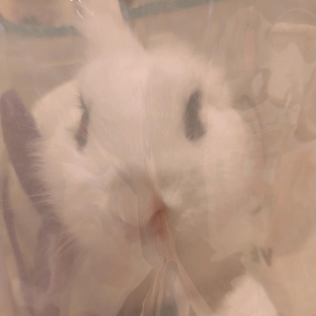 莉莉籽