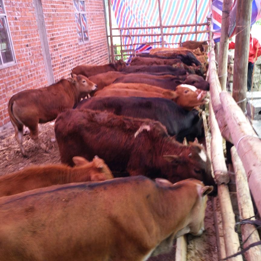 养牛哥（爱唱歌）