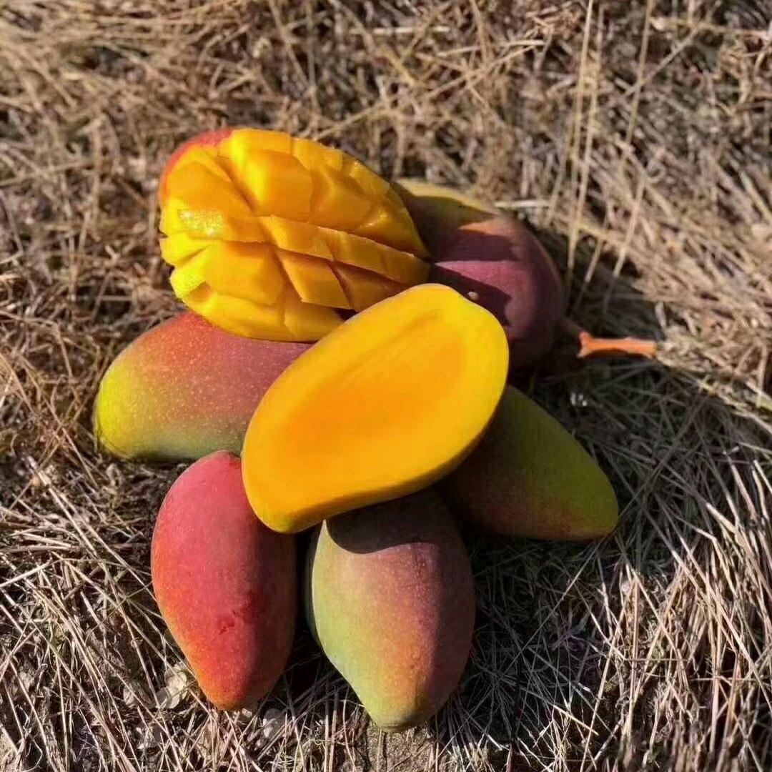 三亚芒果直发