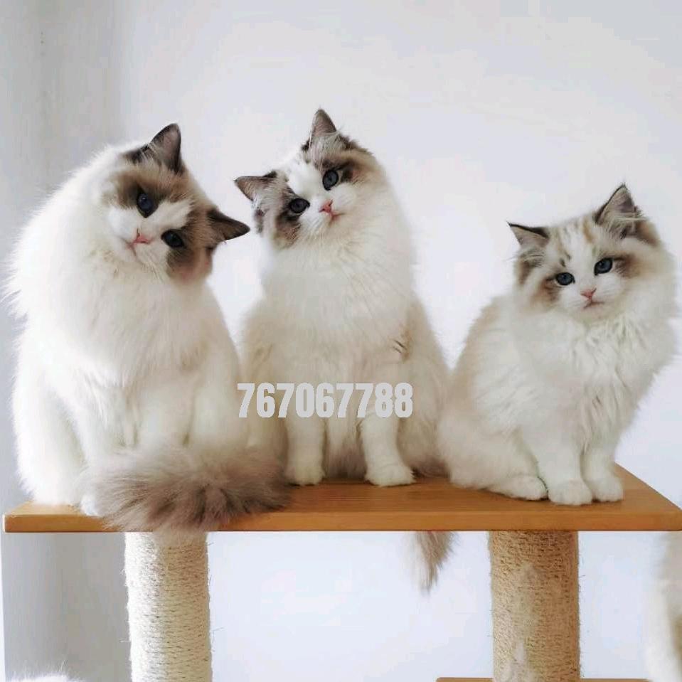 布偶猫铲屎官