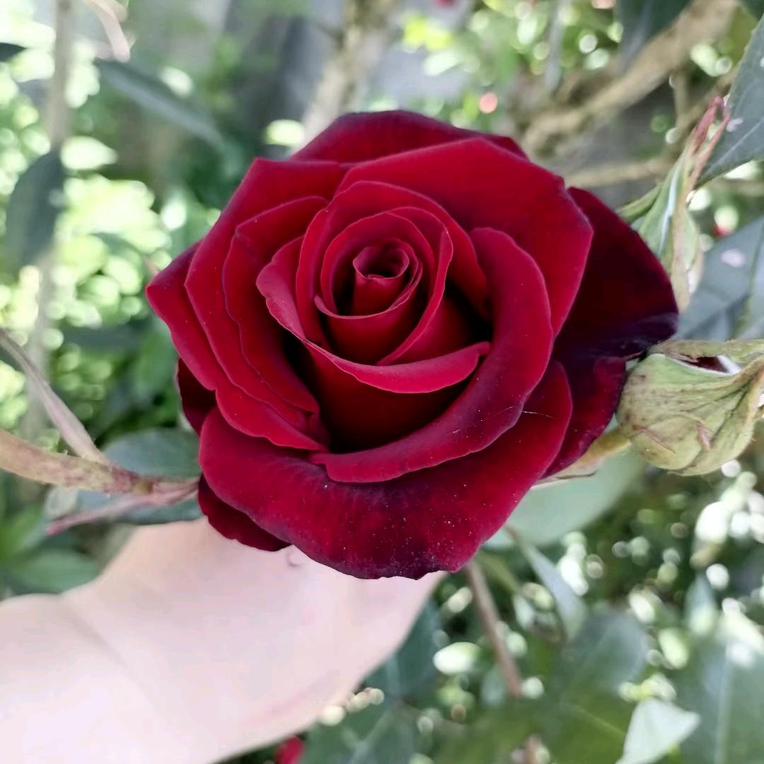 麦法士炸鸡汉堡(赤水福乐多店)