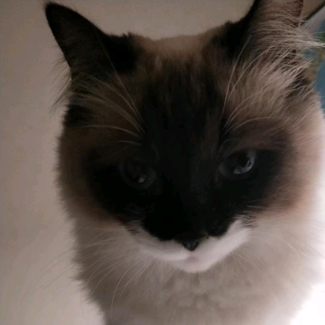 猫巷饮酒