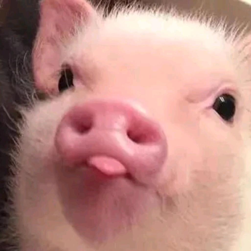 天下乌鸦一般黑