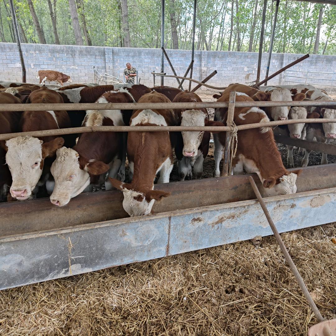 吉林牛在安徽灵璧