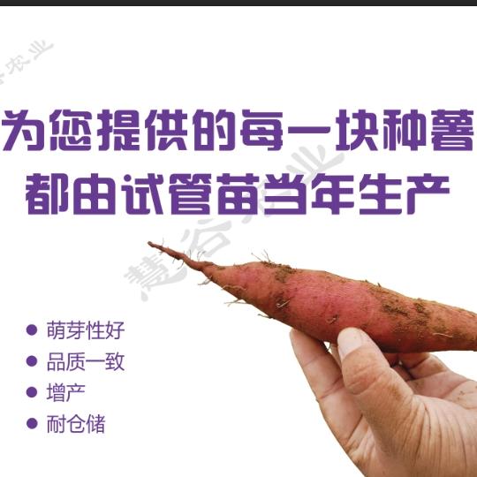 慧谷夏津王保伟