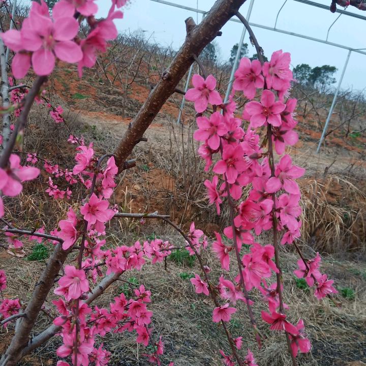 红梅