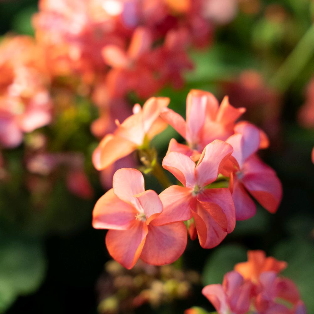 平安喜乐，一切安好