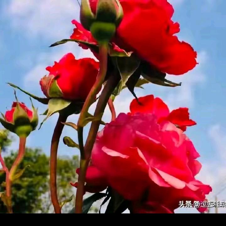 自在飞花轻似梦