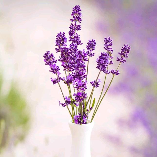 芳