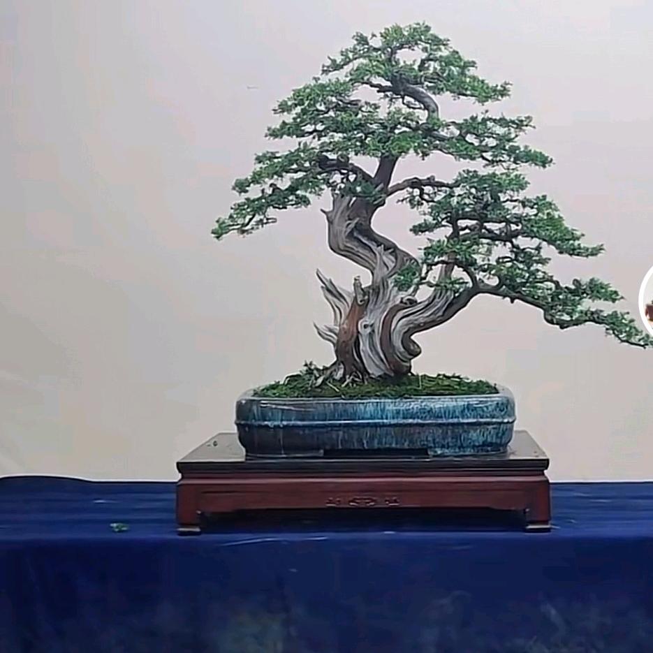鸿运园艺