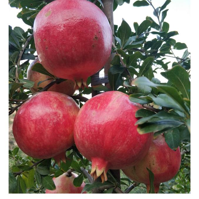 小辉软籽石榴.树苗