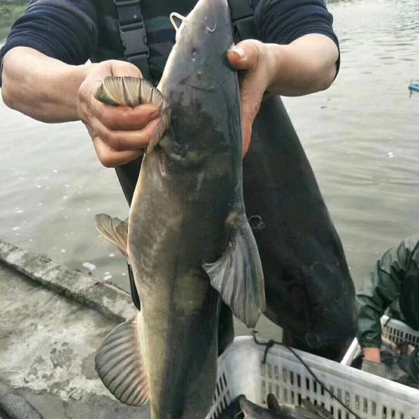 愚骨棒四川省眉山市青神县江团成鱼养殖户