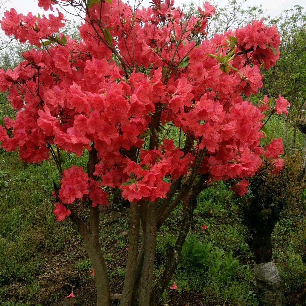归隐山林花卉盆景