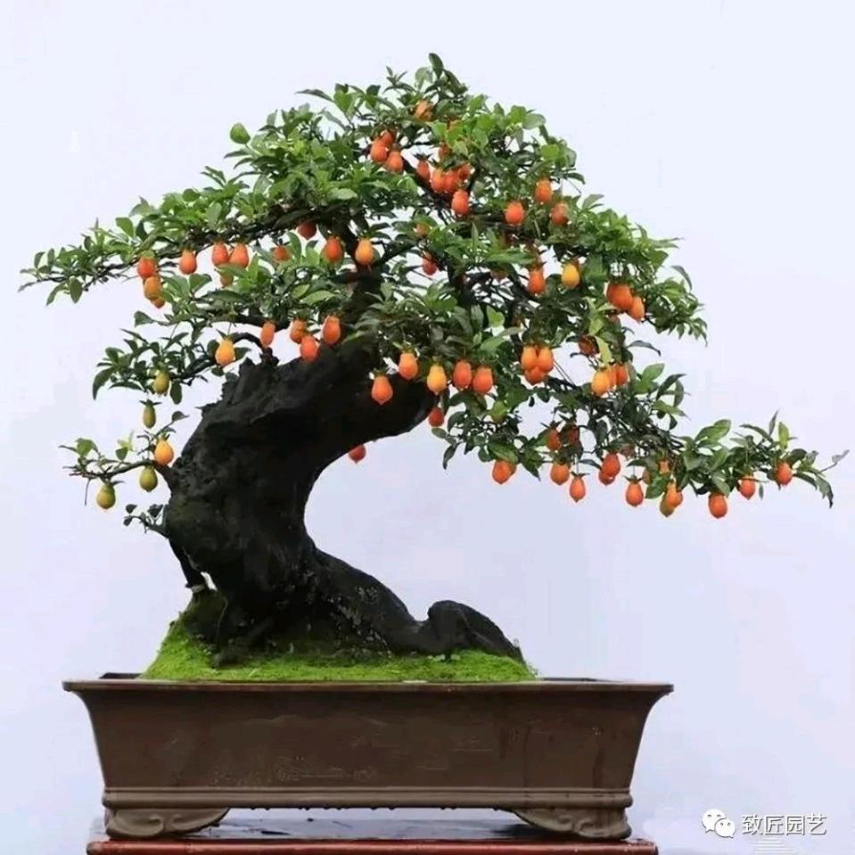 小陈灌木金弹子