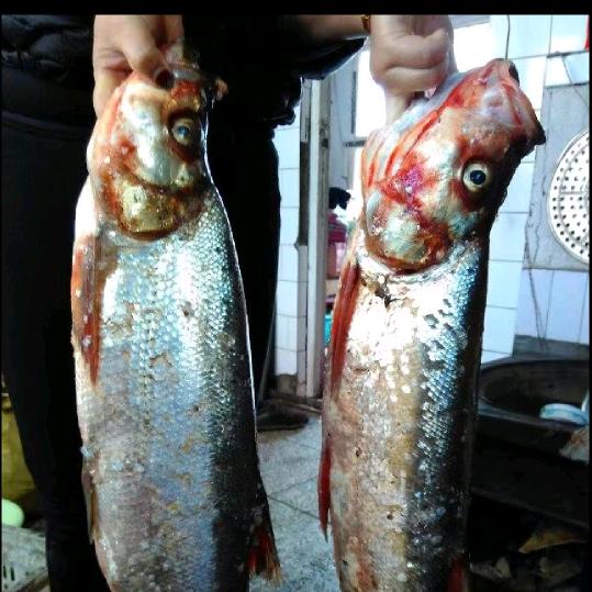 兴凯湖鱼杨明.常年经销纯正兴凯湖各种鱼