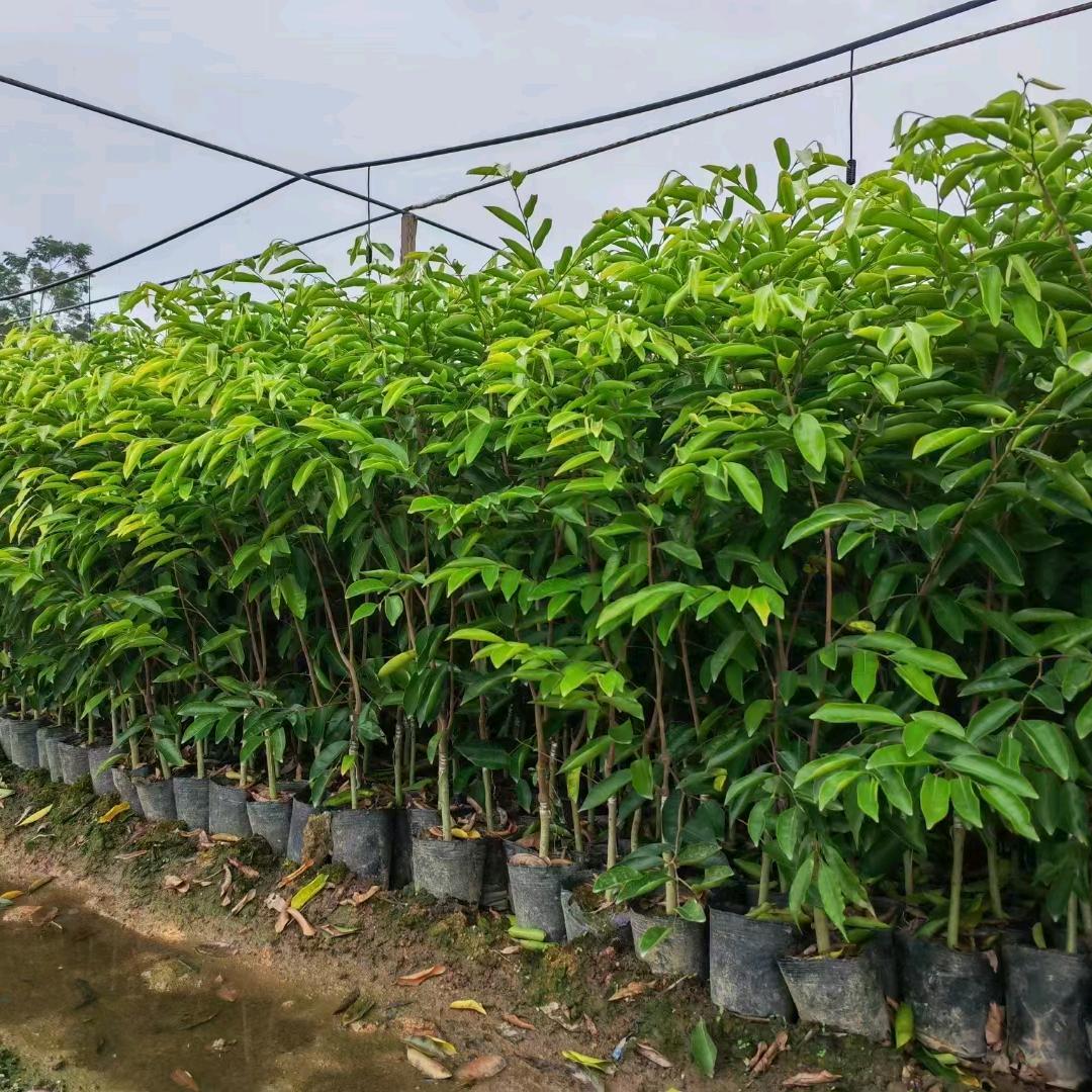 利兴农业物苗木栽培中心