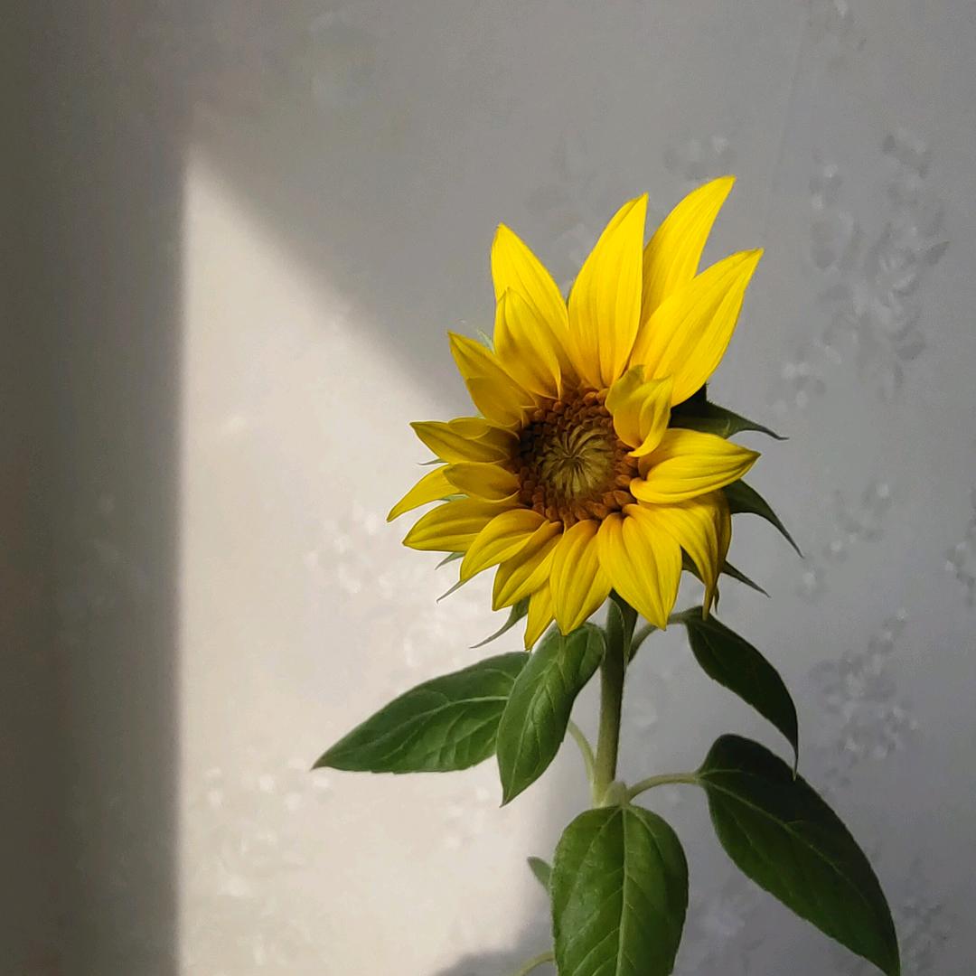 花自芬芳