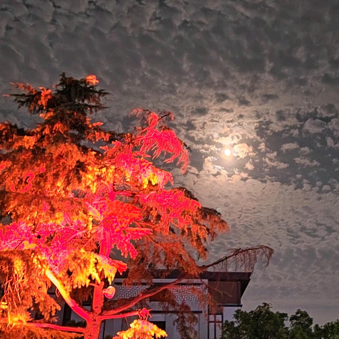 一杯可可大牛奶