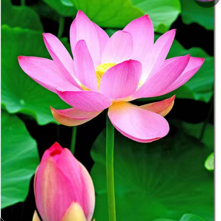 〖🌹静心🌹〗