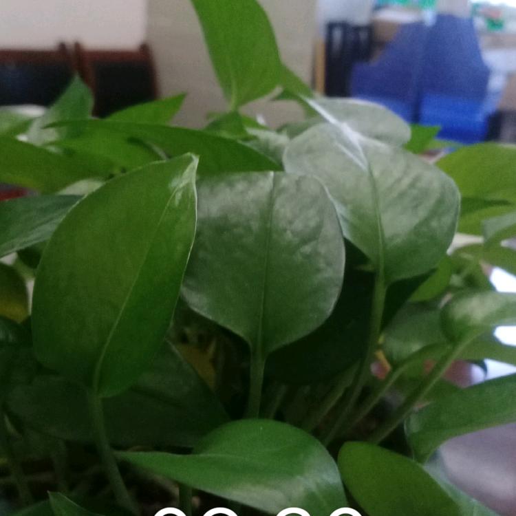 江中一条龙