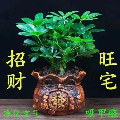 小一贾