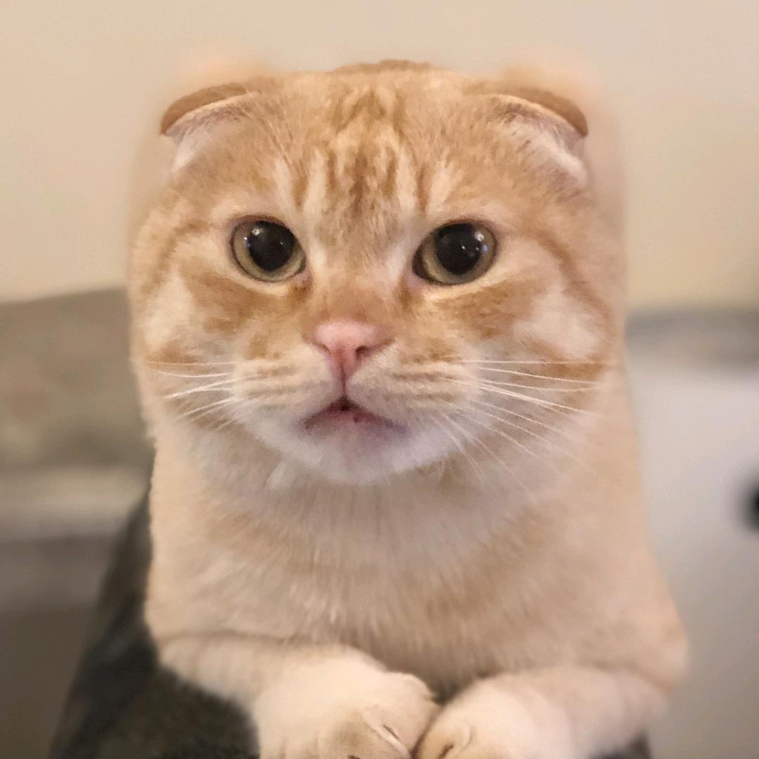 特立独行的猫